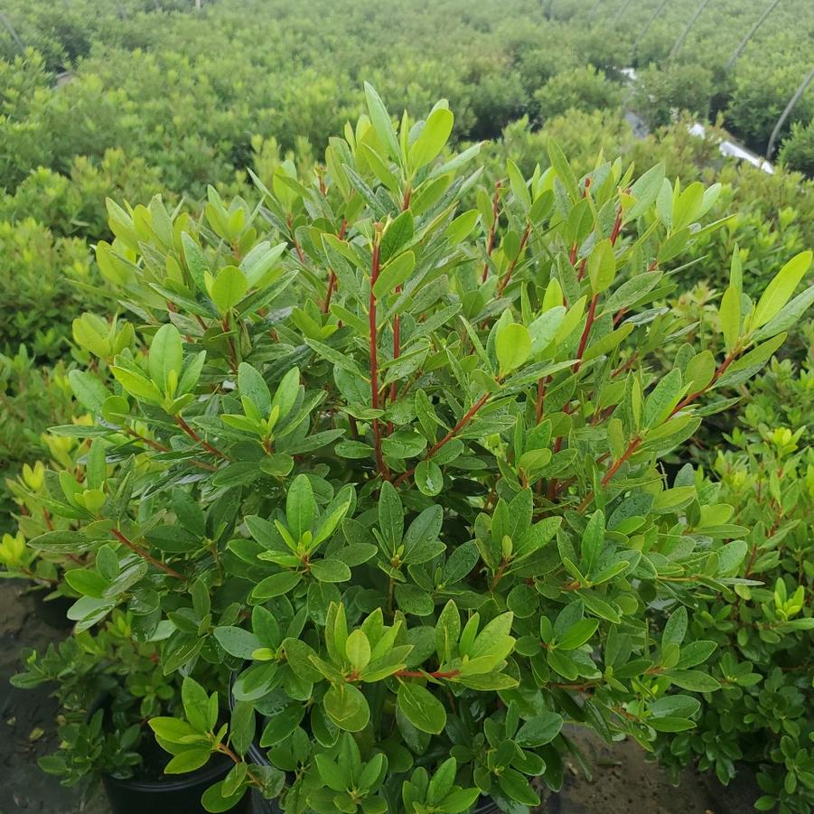 Rhododendron Landmark