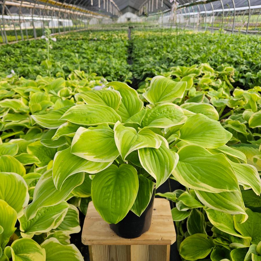 Hosta Fragrant Bouquet