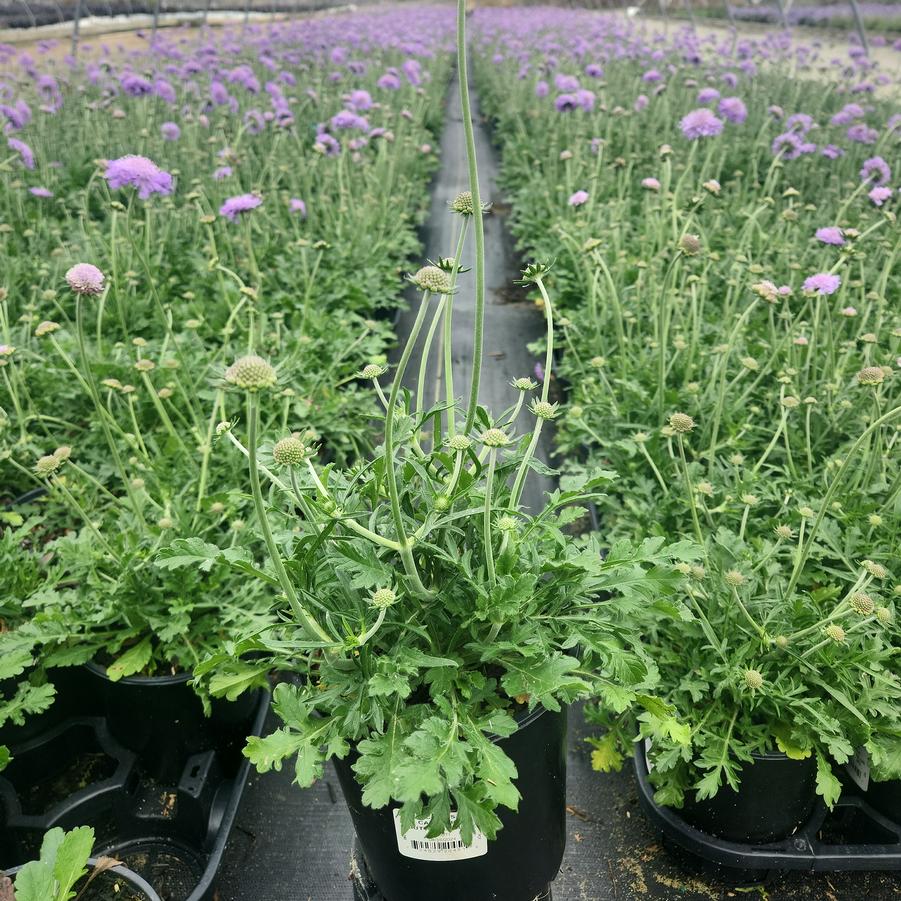 Scabiosa caucasica 'Butterfly Blue'