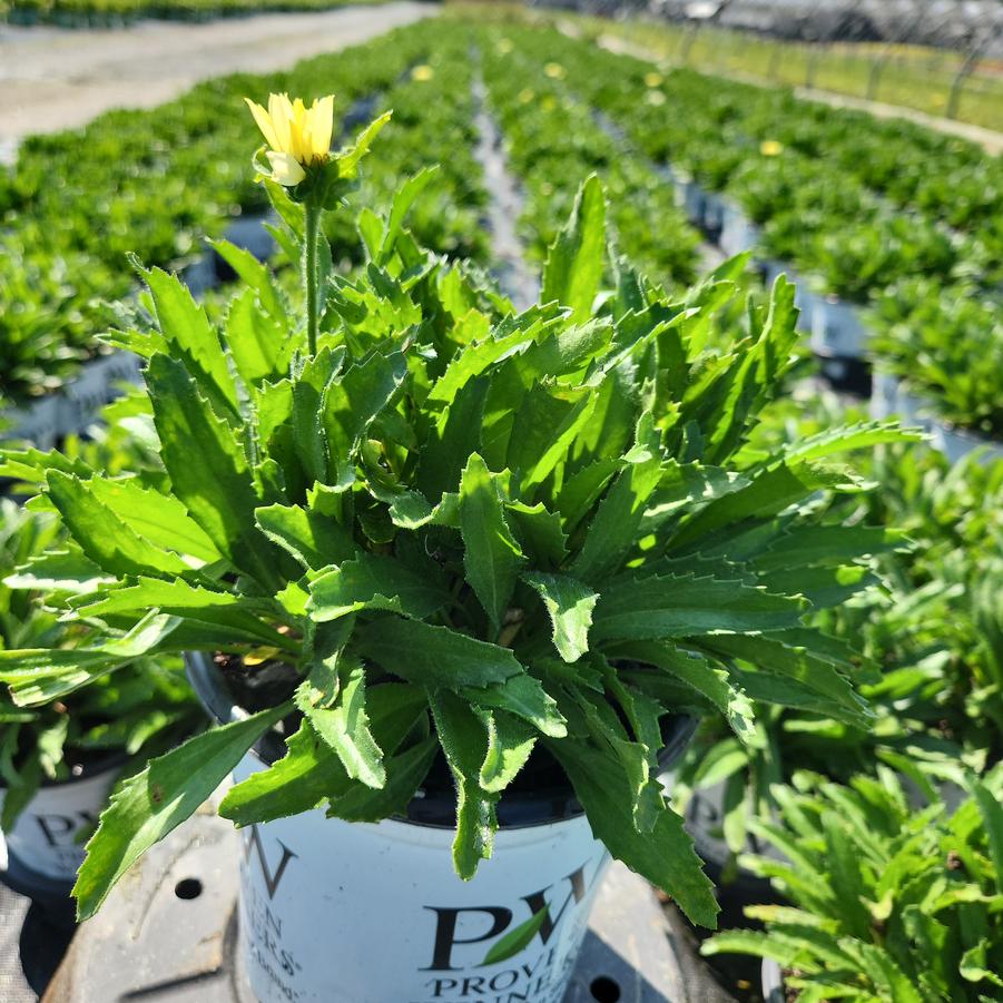 Leucanthemum Amazing Daisies® 'Banana Cream II'