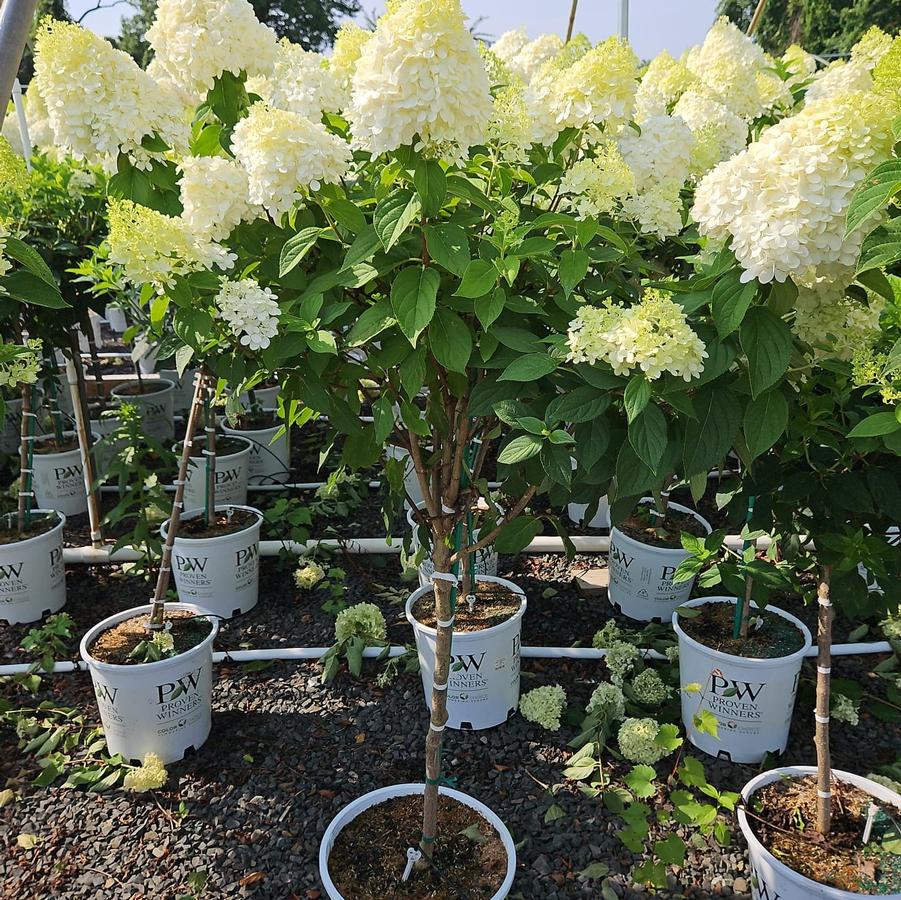 Hydrangea pan. 'Limelight'