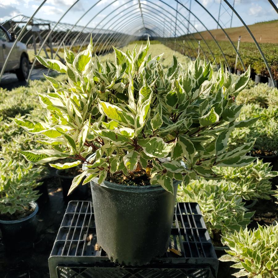 Cornus alba Ivory Halo®