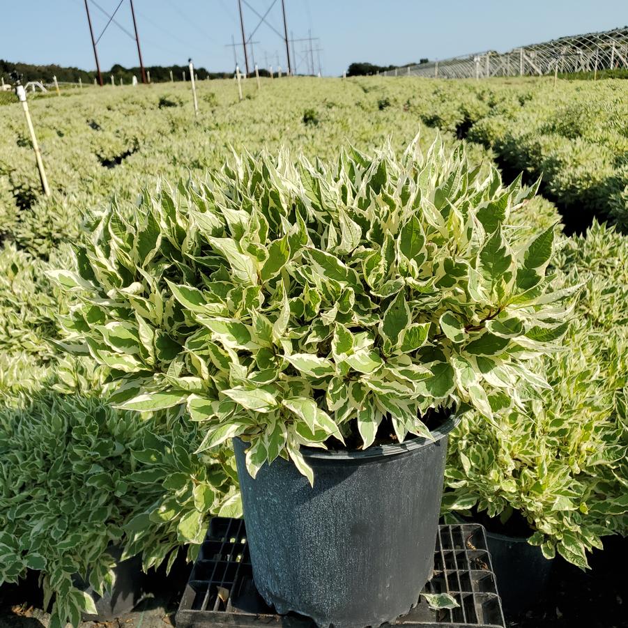 Cornus alba Ivory Halo®