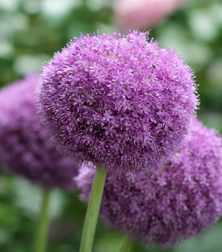 Allium 'Party Balloons'