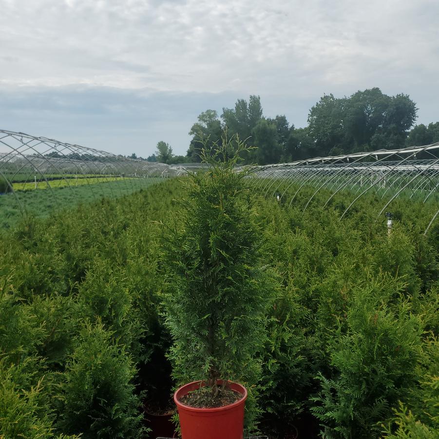 Thuja x plicata 'Junior Giant'