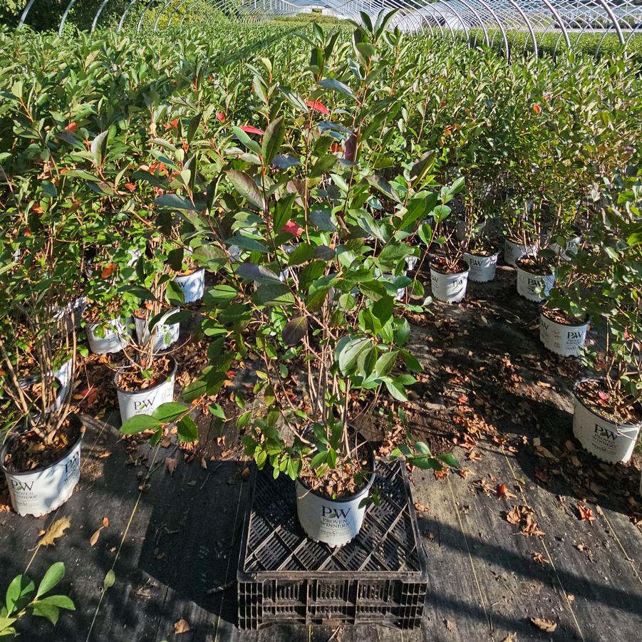 Aronia melanocarpa Low Scape Snowfire®