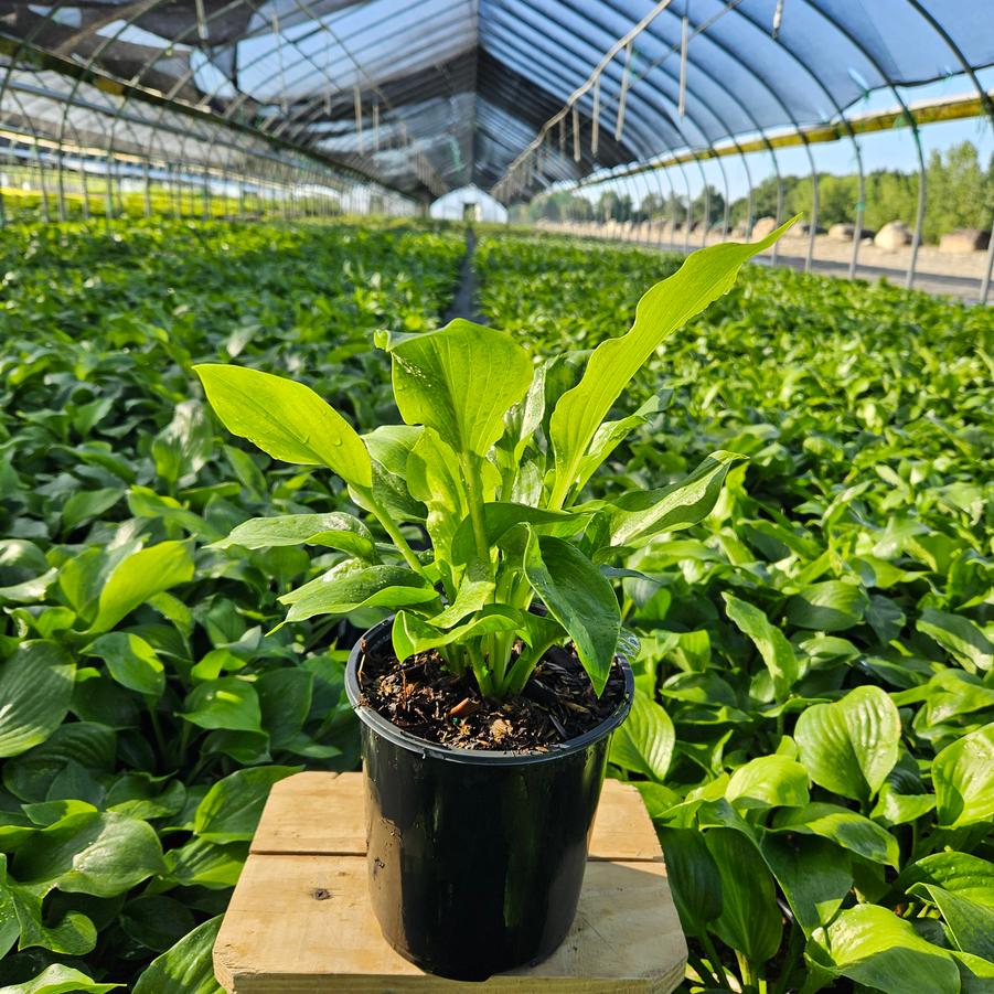 Hosta 'Royal Crest'