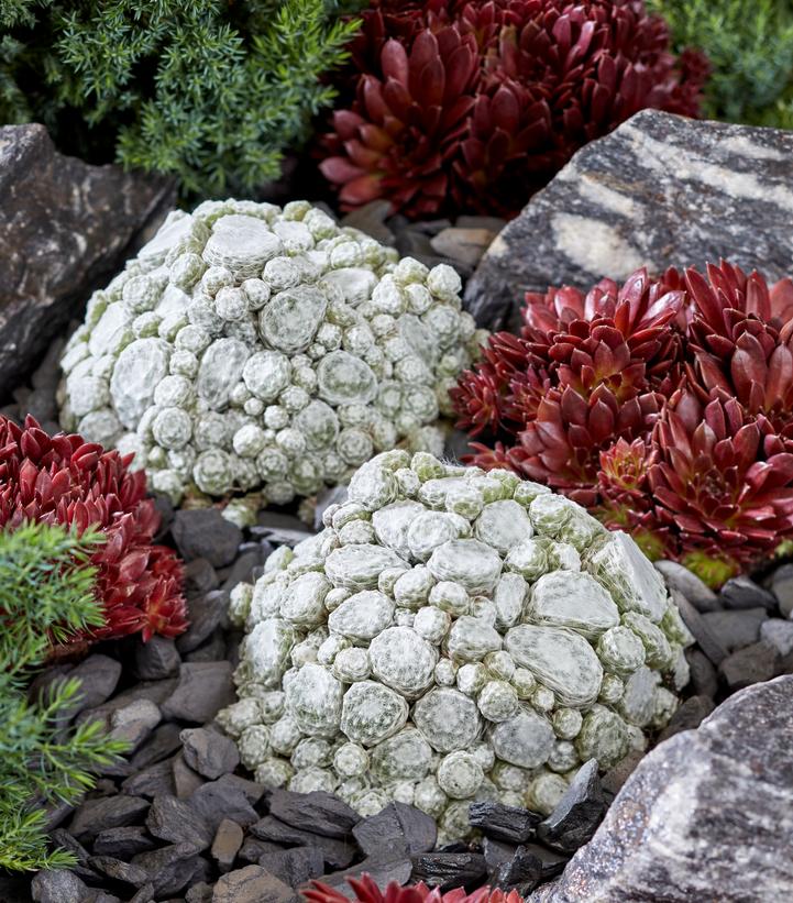 Sempervivum 'Artic White'