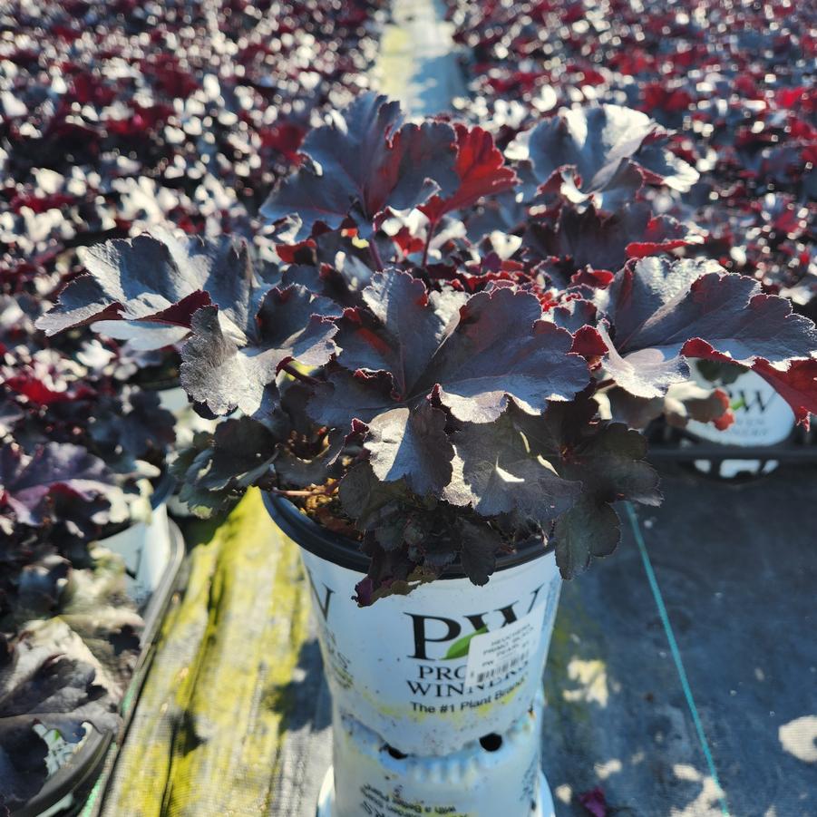 Heuchera hybrid Primo® Black Pearl