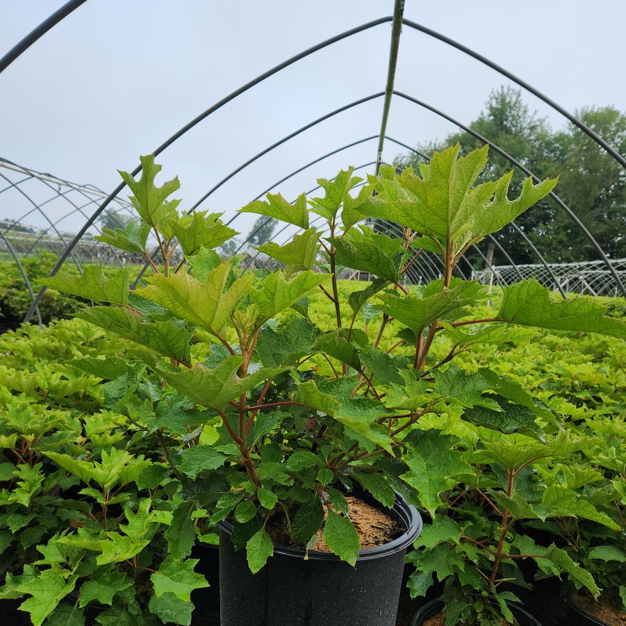 Hydrangea quercifolia 'Ruby Slippers'