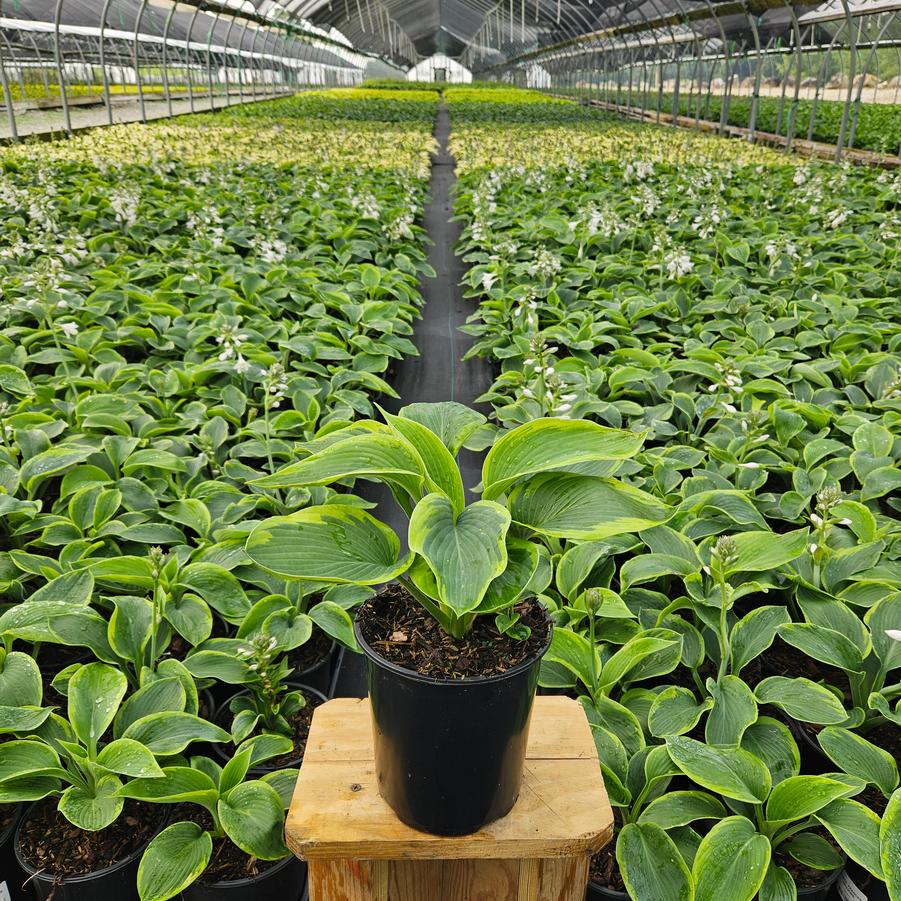 Hosta Frances Williams