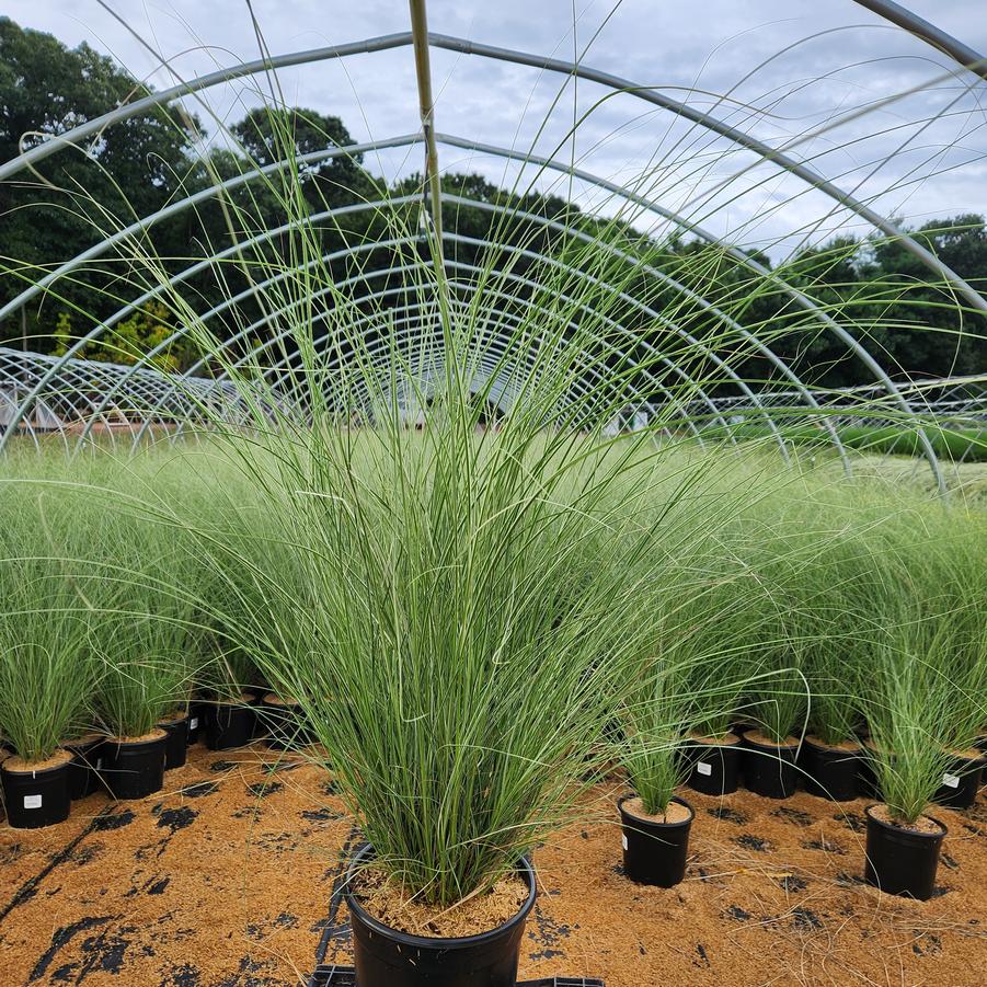 Miscanthus sinensis Morning Light