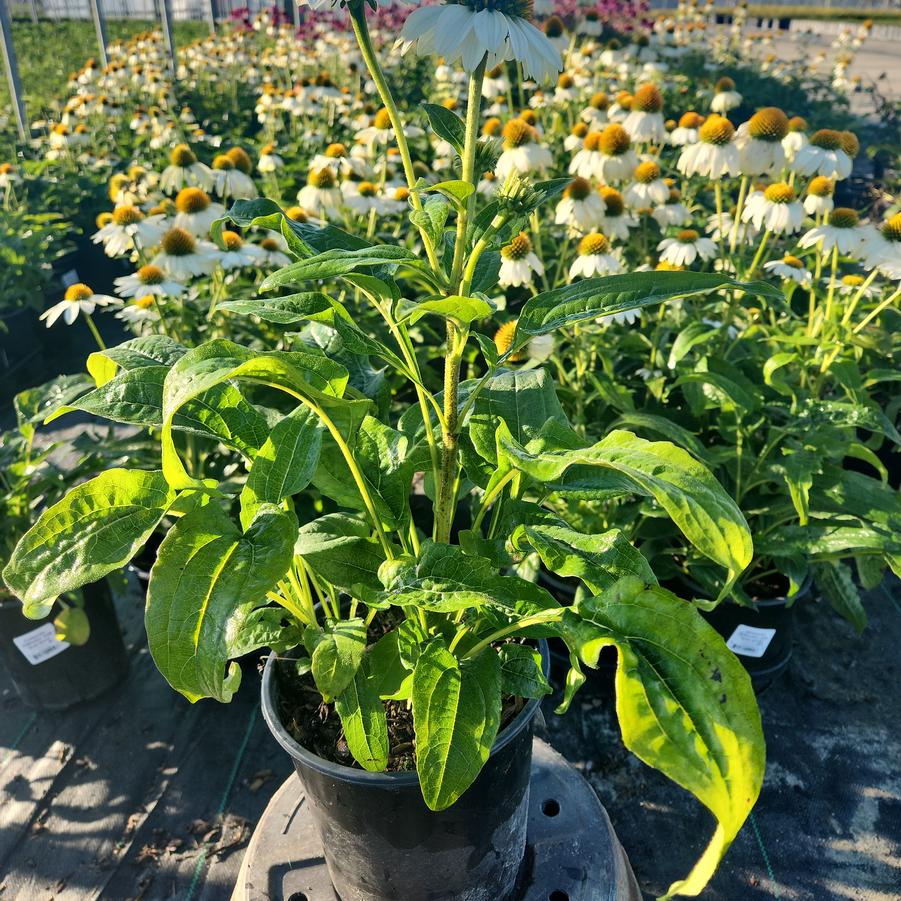 Echinacea Pow Wow® White