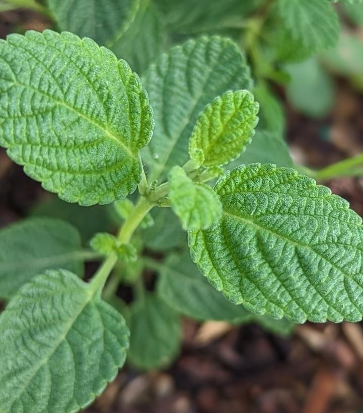 Lippia graveolens 