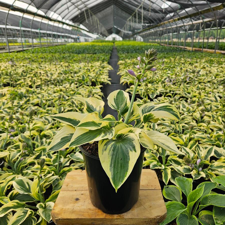 Hosta Wide Brim