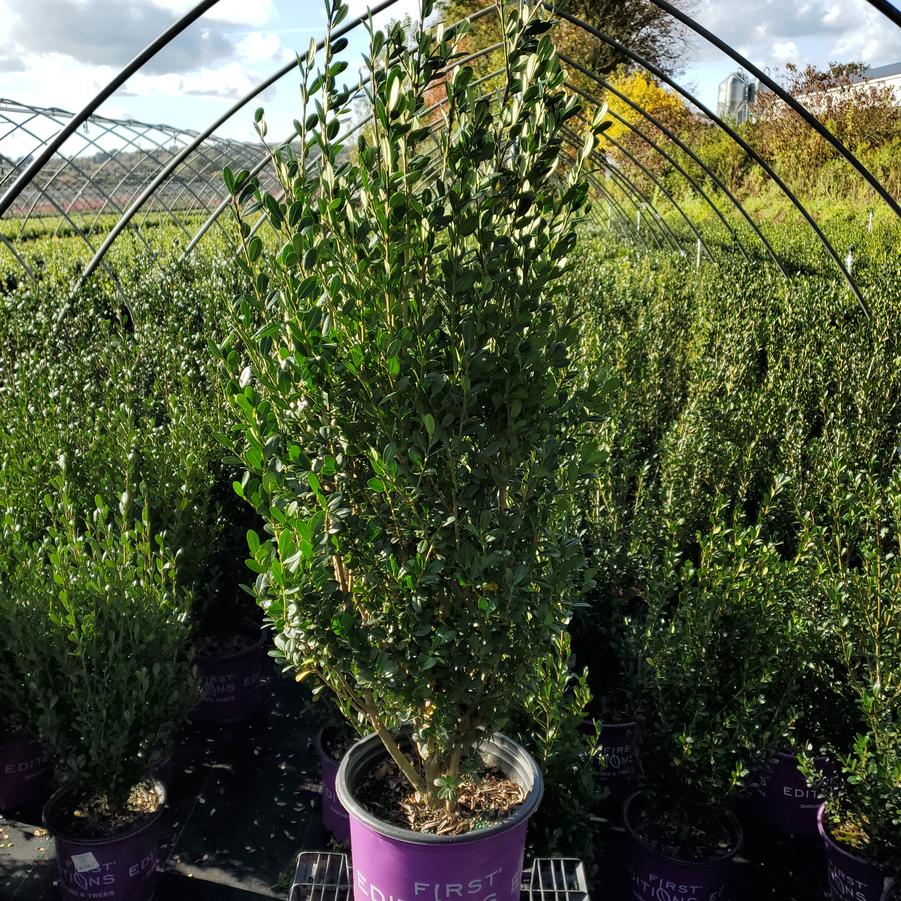 Ilex crenata Chubby Hubby™