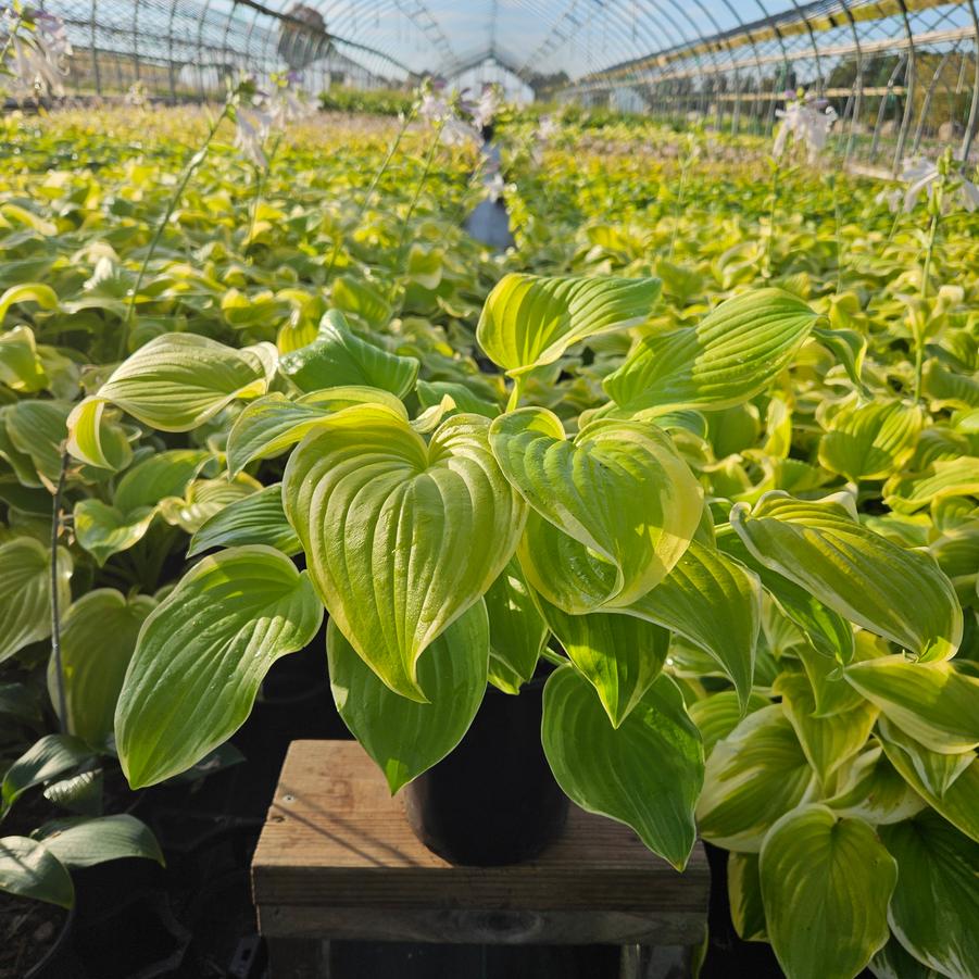 Hosta Fragrant Bouquet