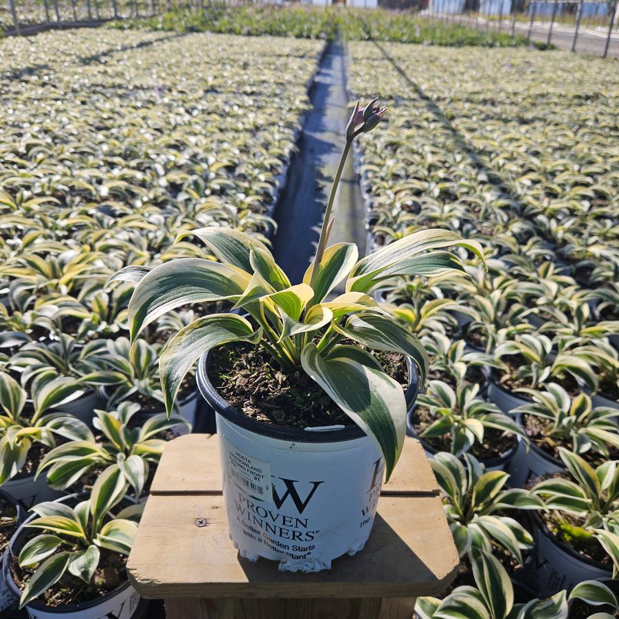 Hosta hybrid Shadowland® Autumn Frost