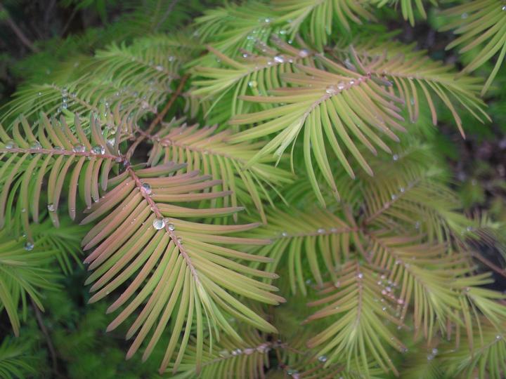 Metasequoia glyptostroboides 'Soul Fire'