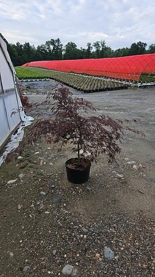 Acer palmatum dissectum 'Tamukeyama'