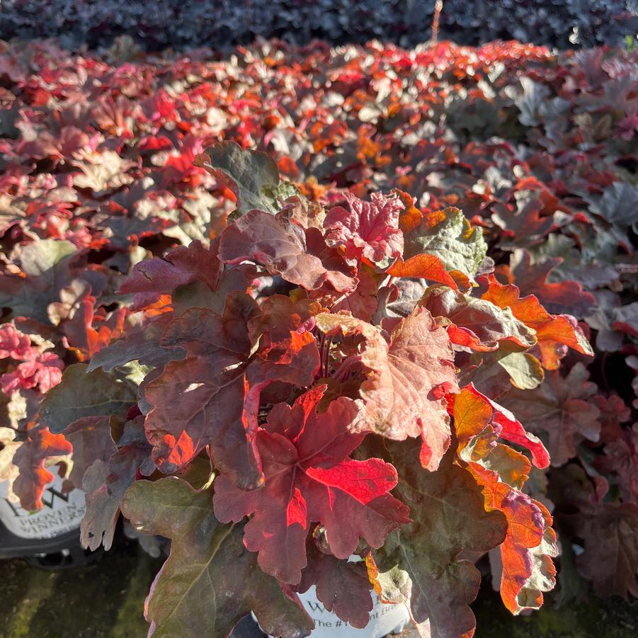 Heucherella hybrid Fun and Games® Red Rover