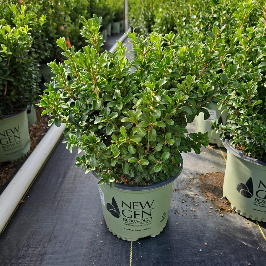 Buxus NewGen Independence®