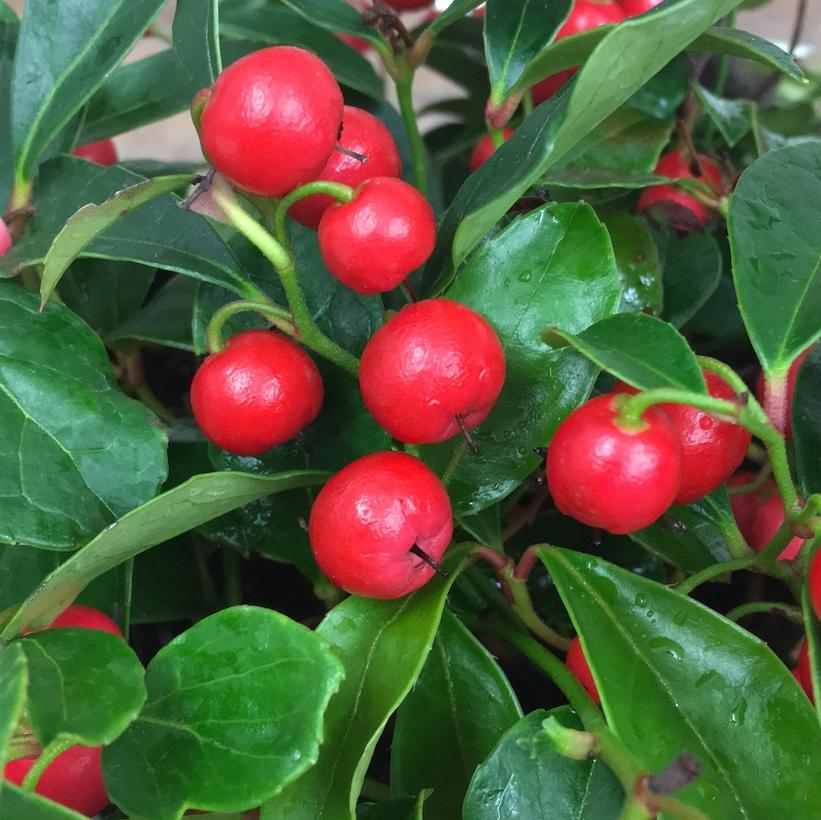 Gaultheria procumbens Cherry Berries™