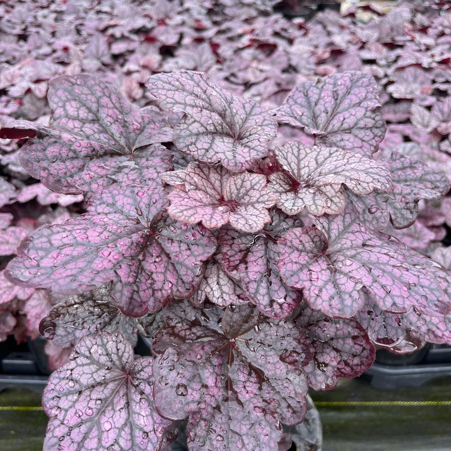 Heuchera Grape Expectations