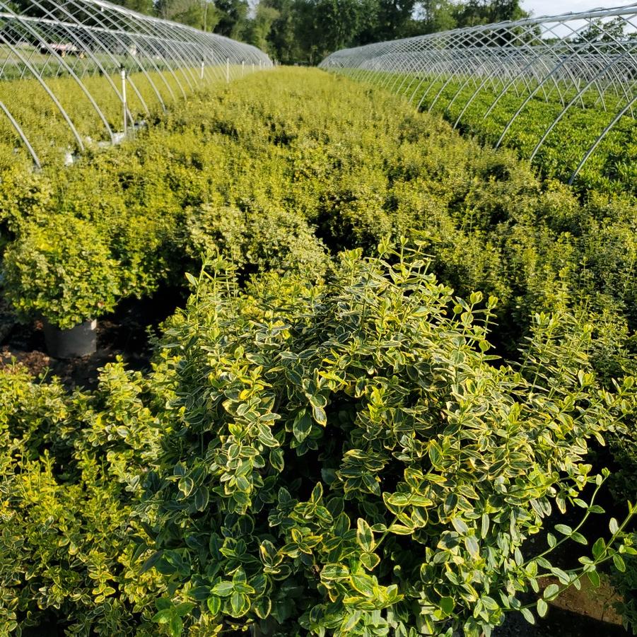 Euonymus f. 'Emerald 'n' Gold'