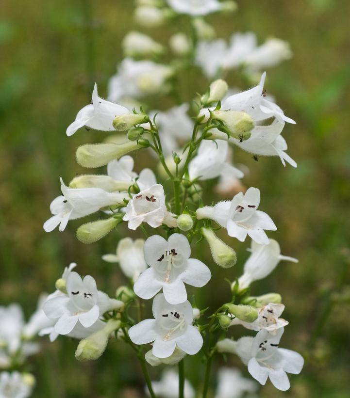 Penstemon digitalis 