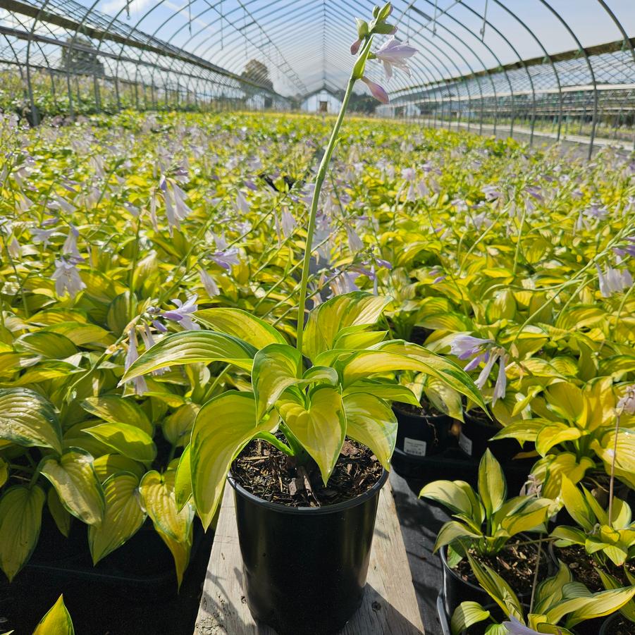 Hosta 'Stained Glass'