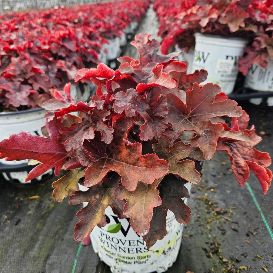 Heucherella hybrid Fun and Games® Red Rover