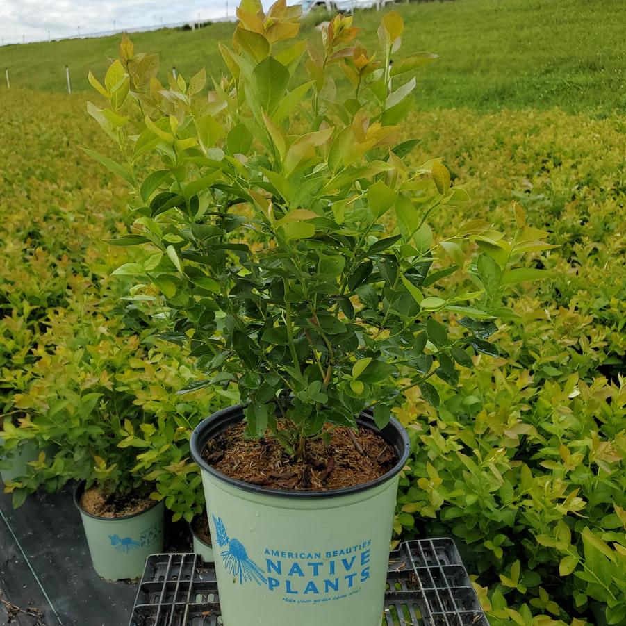 Vaccinium corymbosum Blue Jay