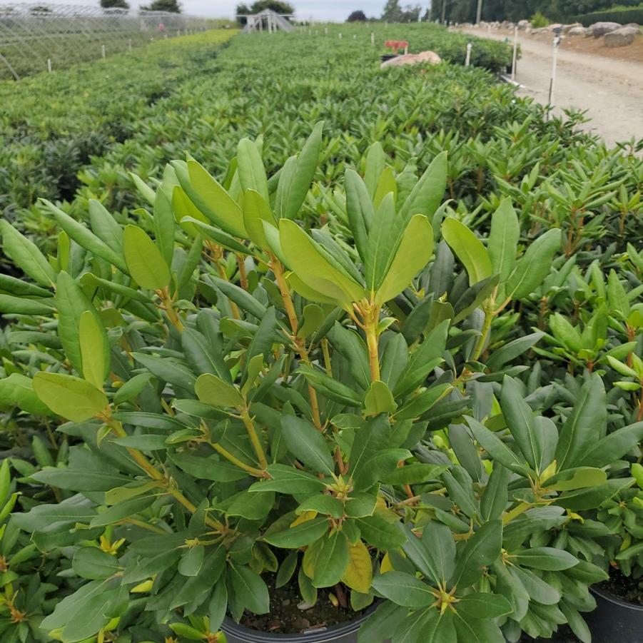 Rhododendron cat. Roseum Elegans