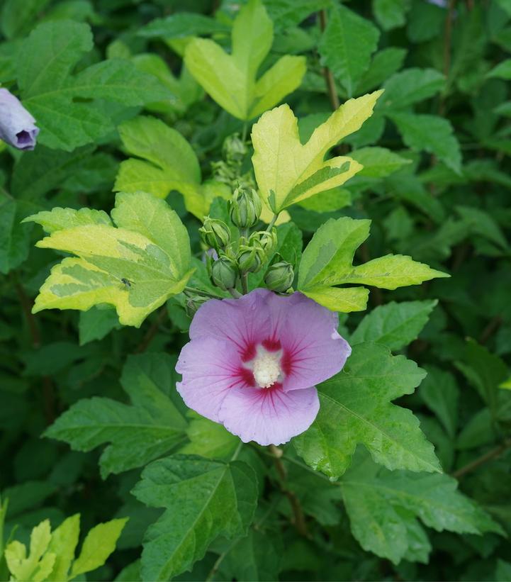 Hibiscus syriacus 'Paraplu Adorned'™