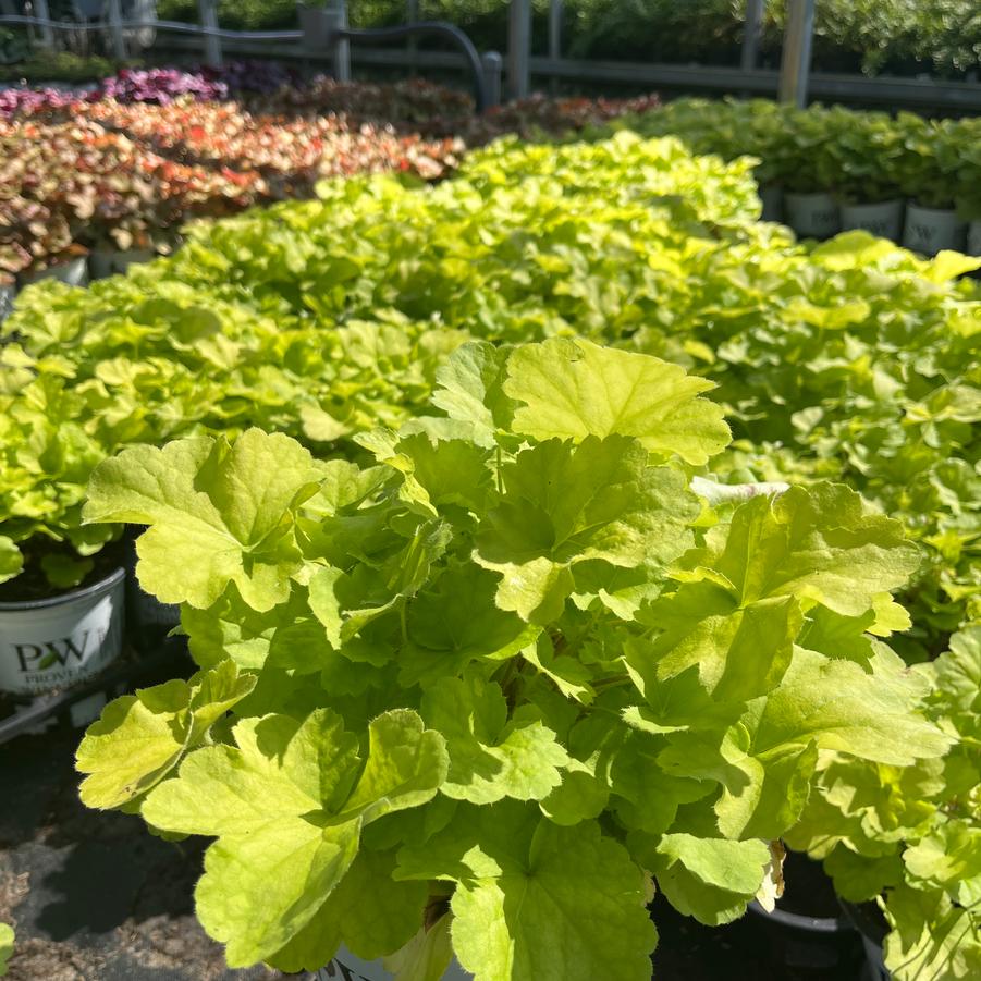 Heuchera Primo® Pistachio Ambrosia