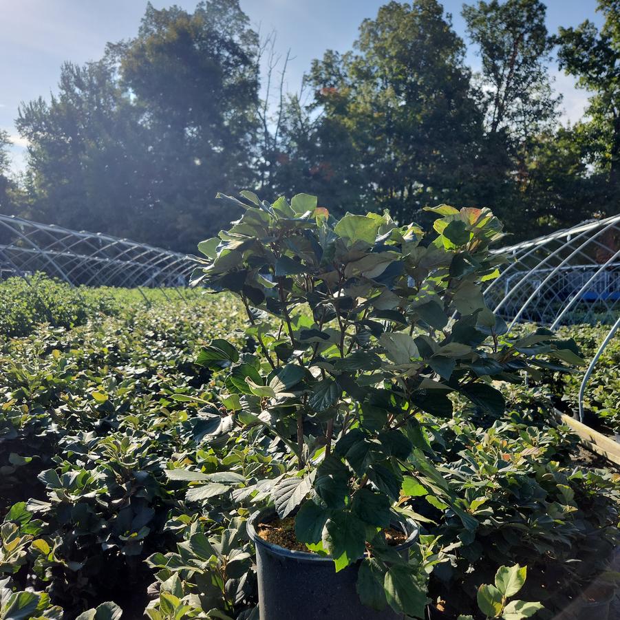 Fothergilla major 'Mount Airy'