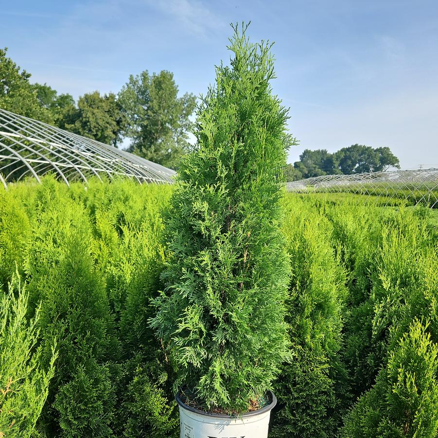 Thuja occidentalis North Pole®