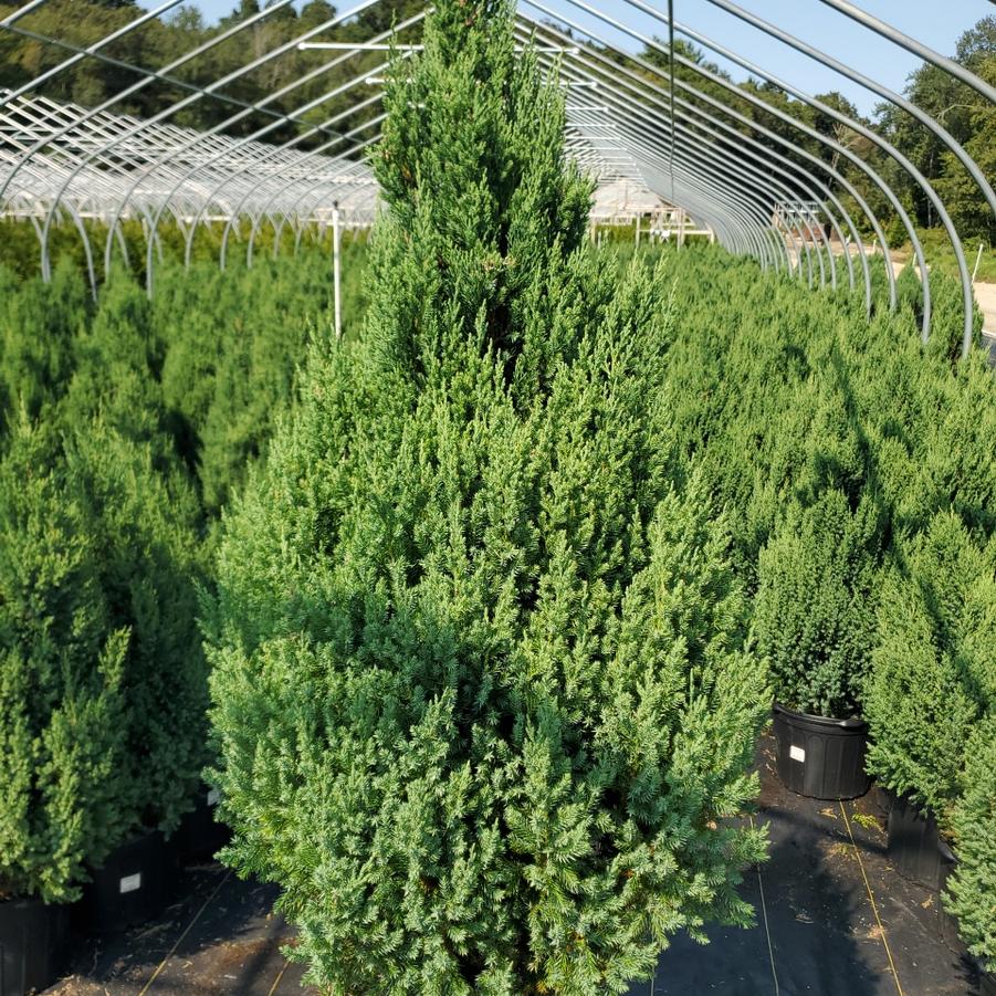 Juniperus chinensis Blue Point