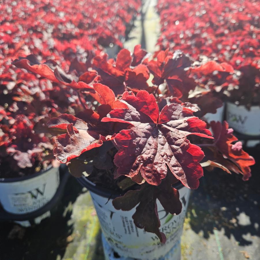 Heucherella hybrid Fun and Games® Red Rover