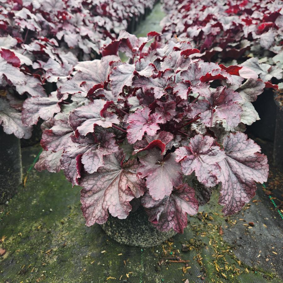 Heuchera Primo™ 'Wild Rose'