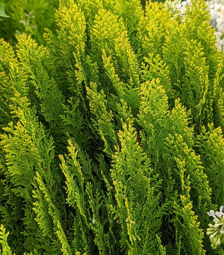 Thuja orientalis 'Morgan'