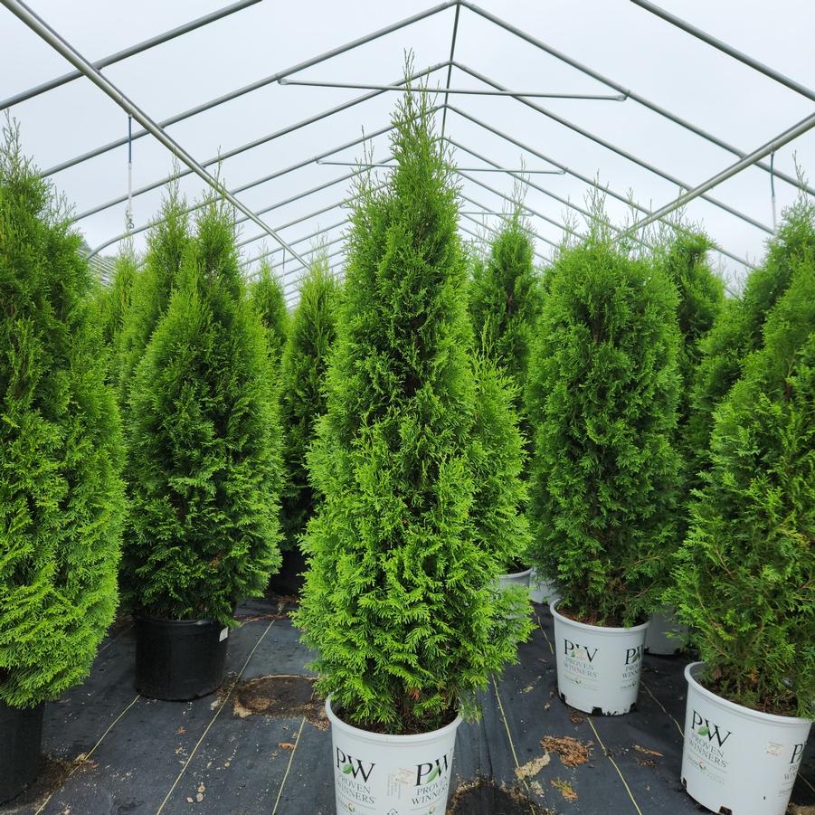 Thuja occidentalis North Pole®