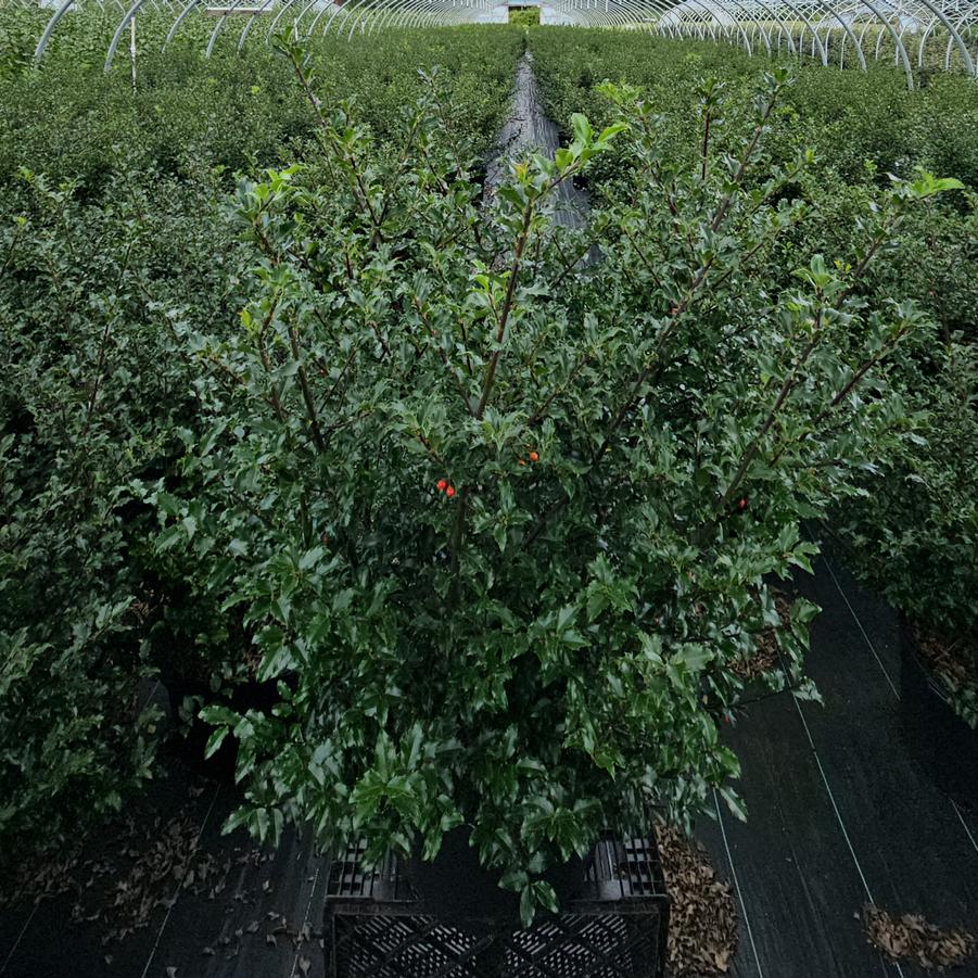 Ilex X meserveae Blue Princess