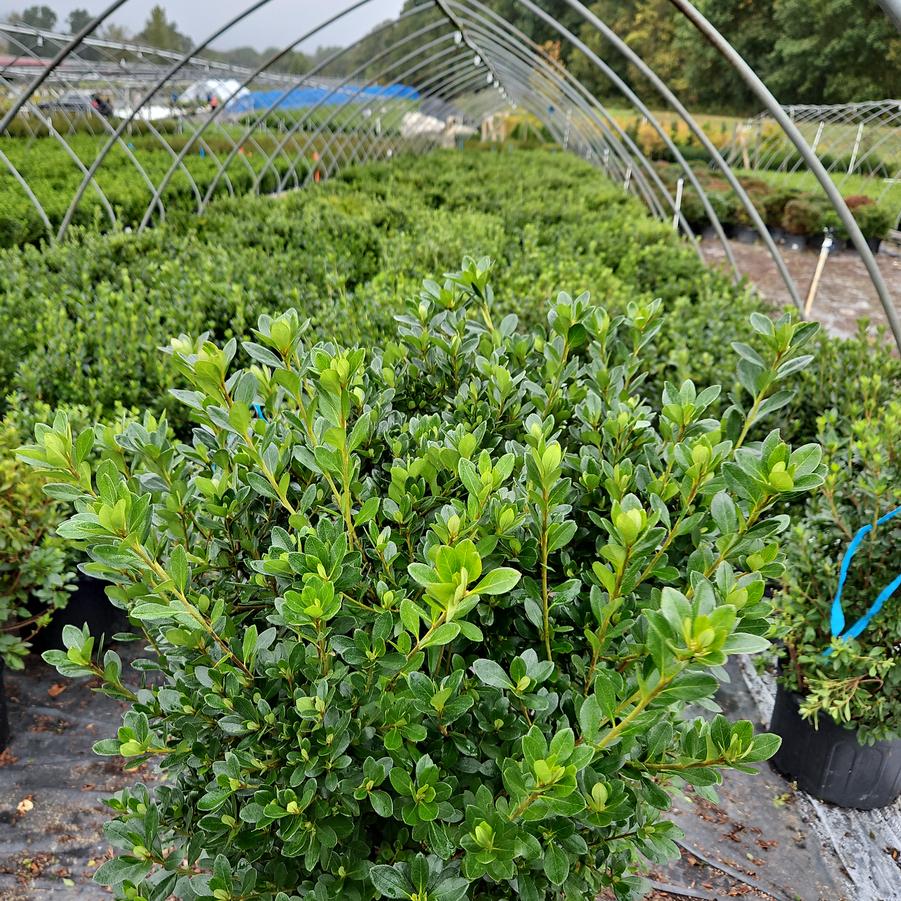 Azalea 'Blaauws Pink'