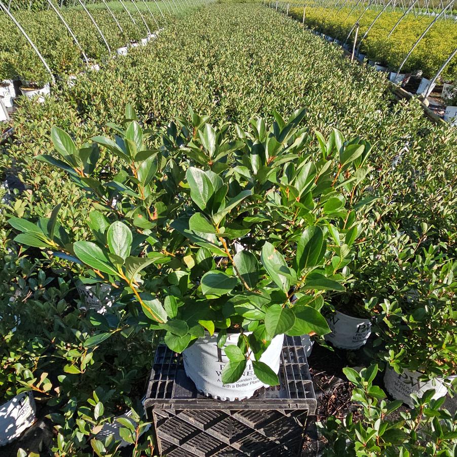 Aronia melanocarpa Low Scape Mound®