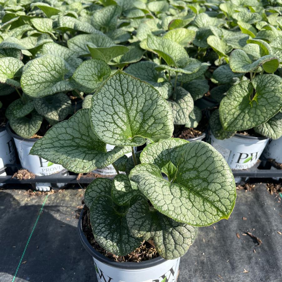 Brunnera macrophylla 'Queen of Hearts'