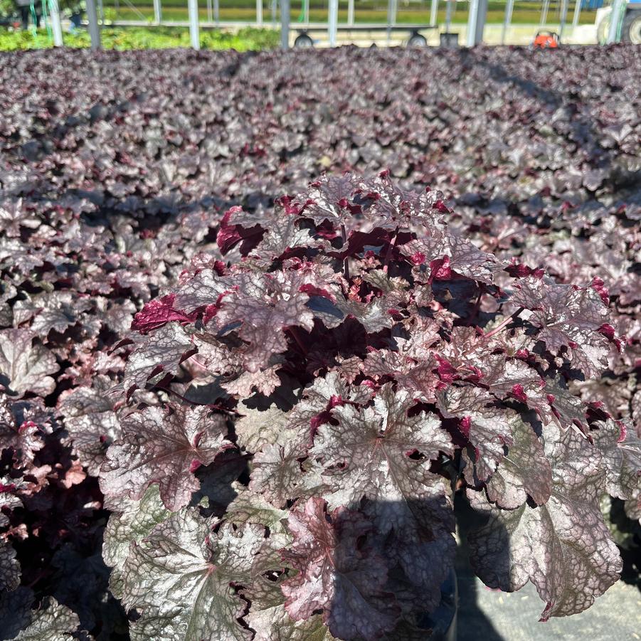 Heuchera 'Plum Pudding'