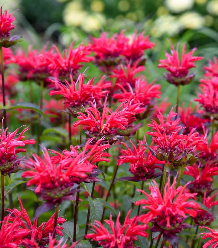 Monarda Upscale® 'Red Velvet'