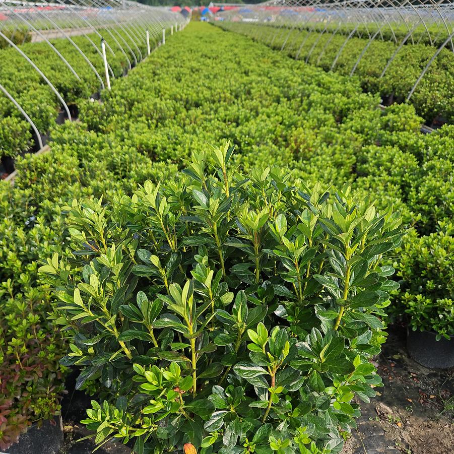 Azalea 'Girards Fuchsia'